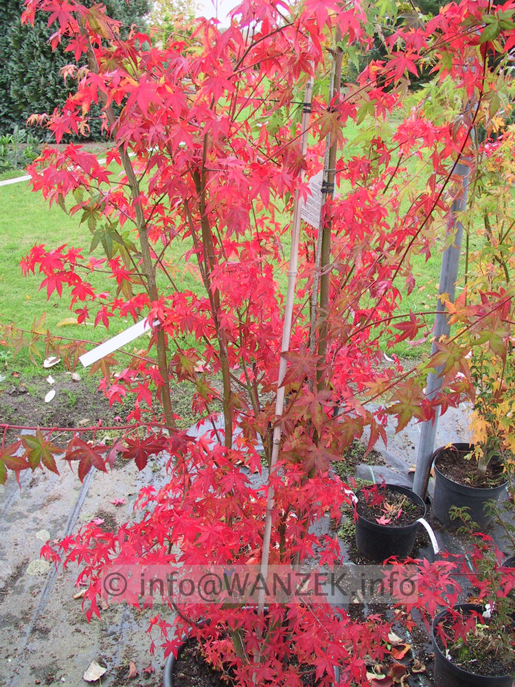 Acer palmatum - Herbstfaerbung.JPG